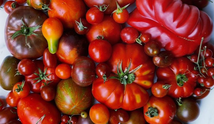 tomates