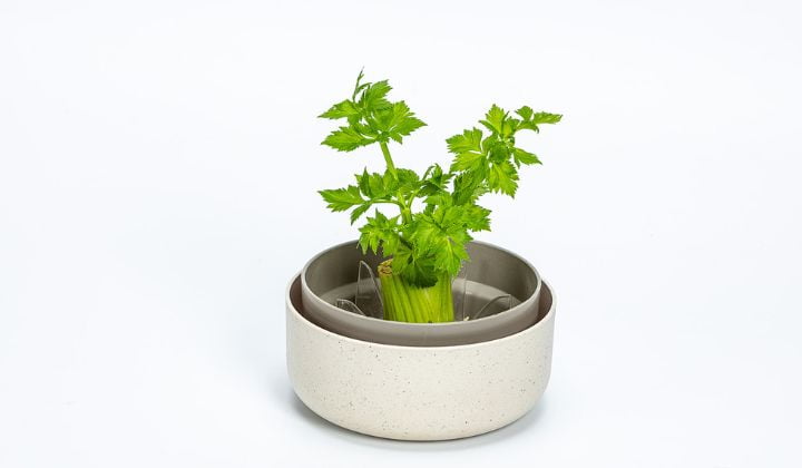rebrote cultivo